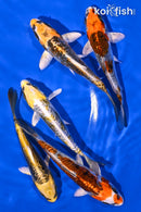PACK OF (5) 4.25-4.75" VARIETY KIKOKURYU STANDARD KOI