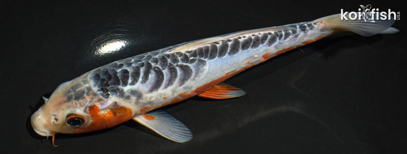 7.5" SHUSUI