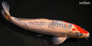 9.5" GOSHIKI