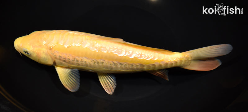 9.5" "YELLOW MONKEY" GINRIN ARAGOKE KARASHIGOI