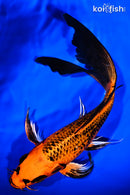 9.5" KIN ORENJI MATSUBA BUTTERFLY