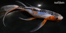 8.5" SHUSUI BUTTERFLY