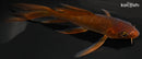 6" OCHIBA SHIGURE BUTTERFLY