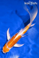 8" GINRIN HARIWAKE BUTTERFLY