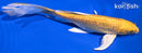 8" GINRIN YAMABUKI OGON BUTTERFLY