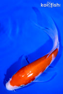 7" KOHAKU BUTTERFLY