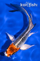 5.75" KUJAKU BUTTERFLY