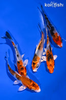PACK OF (5) 3.75-4.25" STANDARD KOI