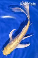 9" GINRIN YAMABUKI OGON BUTTERFLY