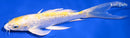 8" GINRIN LEMON HARIWAKE BUTTERFLY