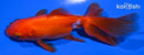 5" ORANDA GOLDFISH