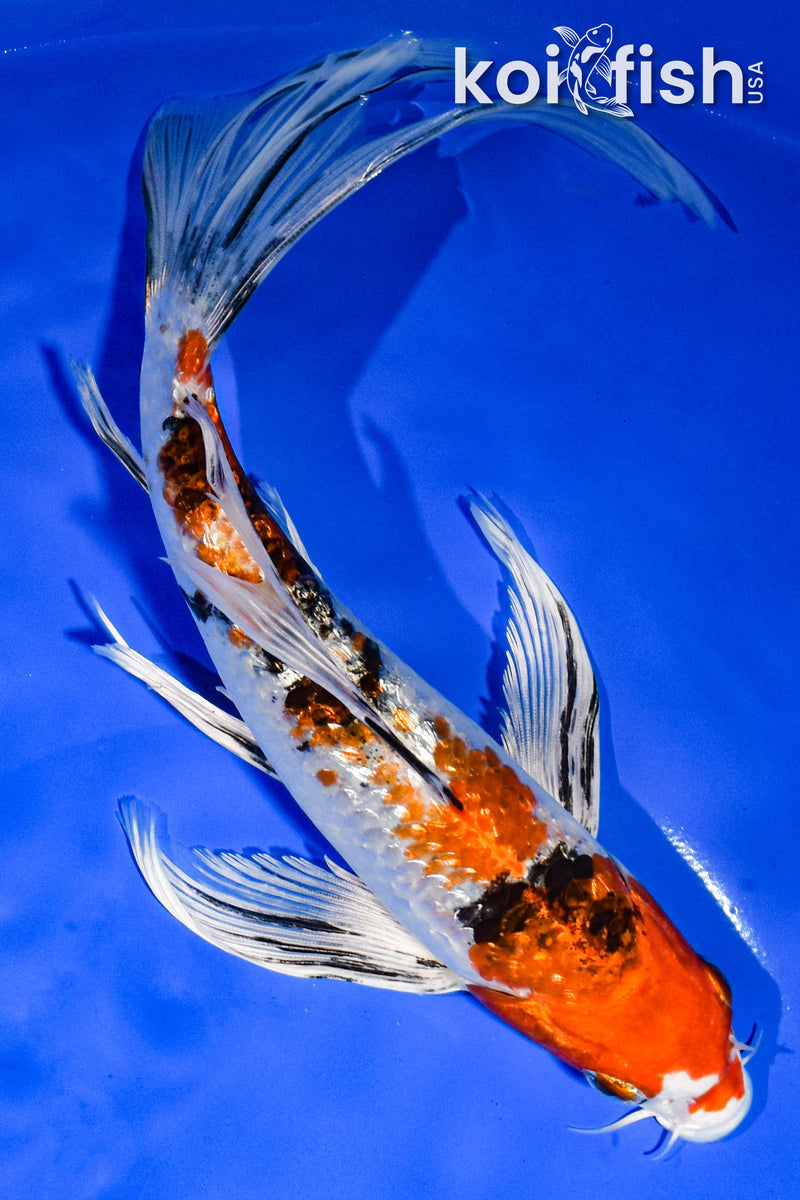 9" GINRIN YAMATO NISHIKI BUTTERFLY