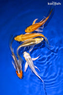 PACK OF (5) 4-5" BUTTERFLY KOI