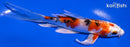 5.5" YAMATO NISHIKI BUTTERFLY