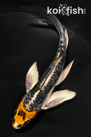 5.5" BENI KIKOKURYU BUTTERFLY