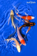 PACK OF (5) 4.75-5.5" BUTTERFLY KOI