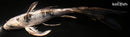 8.25" GINRIN KIKOKURYU BUTTERFLY