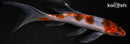 5.75" GOROMO BUTTERFLY