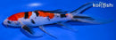 8.5" SANKE BUTTERFLY