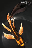 8.25" KIN ORENJI MATSUBA BUTTERFLY