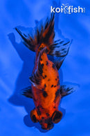 4" CALICO TELESCOPE FANTAIL GOLDFISH