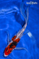 8.75" KUCHIBENI BENI MATSUKAWABAKE BUTTERFLY