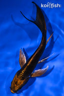 5" KIN KABUTO BUTTERFLY