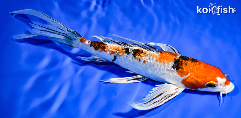 9" GINRIN YAMATO NISHIKI BUTTERFLY