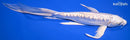 9.5" GINRIN DOITSU PLATINUM OGON BUTTERFLY