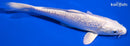 6.5" GINRIN PLATINUM OGON