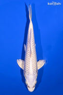 6.5" PLATINUM OGON