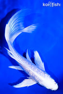 7.5" GINRIN PLATINUM OGON BUTTERFLY