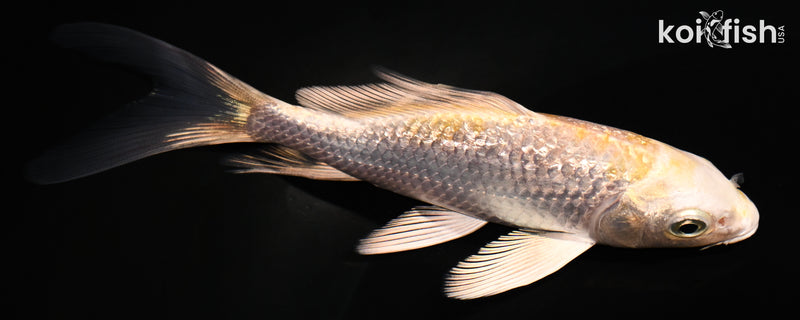4.75" GINRIN LEMON HARIWAKE BUTTERFLY