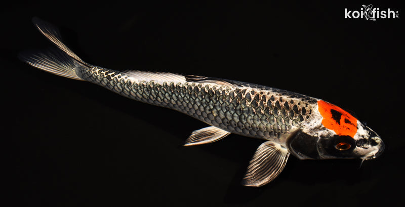 15.5" TANCHO BENI GINGA