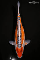 14.75" HI SHUSUI