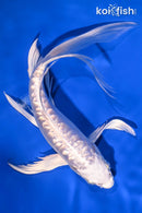 9.5" GINRIN DOITSU PLATINUM OGON BUTTERFLY