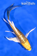 6.5" KIN KIKOKURYU BUTTERFLY
