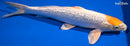 13.5" GINRIN TANCHO HARIWAKE