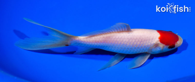 6.5" TANCHO SARASA COMET GOLDFISH