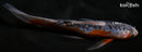7" HI SHUSUI BUTTERFLY