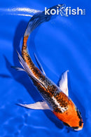 4.75" KUJAKU BUTTERFLY
