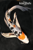 7.75" HEISEI NISHIKI BUTTERFLY