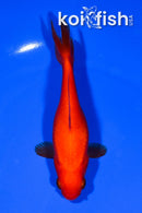 4.75" WAKIN GOLDFISH