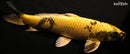 14.5" KIN KI UTSURI
