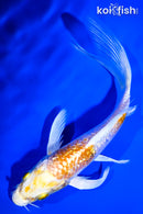 5.75" GINRIN LEMON HARIWAKE BUTTERFLY