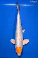 13.5" GINRIN TANCHO HARIWAKE