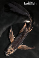 8.5" GINGA BUTTERFLY