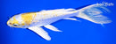 8" LEMON HARIWAKE BUTTERFLY