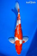 14.75" GINRIN KOHAKU