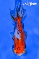 4.5" CALICO TELESCOPE FANTAIL GOLDFISH